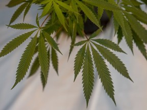 A  cannabis plant at Canopy Growth's facility  in Niagara-on-the-Lake, one of the company's 10 production sites in Canada. Soon Canopy will operate in Africa after buying a cannabis company in the Kingdom of Lesotho.