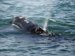 In this March 28, 2018, file photo, a North Atlantic right whale feeds on the surface of Cape Cod bay off the coast of Plymouth, Mass.