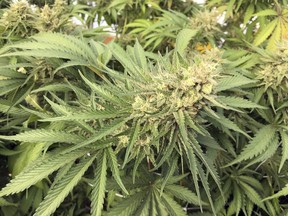 A marijuana plant is seen before harvesting at a rural area near Corvallis, Ore. in this Sept. 30, 2016 file photo.A Senate committee has voted to amend the federal government's cannabis legalization bill to allow provinces and territories to ban home-grown marijuana.