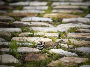 A killdeer bird has created a nest where the main Bluesfest stage is to be erected. Ashley Fraser/Postmedia