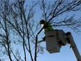 A city worker is shown cutting down an ash tree.