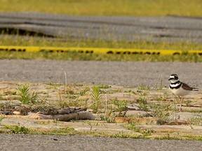 BIRDS OF A FEATHER: The Killdeer bird's nest that threatened to hold up the setup of Bluesfest on Lebreton Flats. It has since been carefully and meticulously moved to a safer spot.