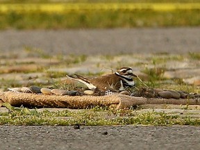 Closeup of mama bird nesting on the eggs after it was moved a metre away. The Killdeer bird's nest that's holding up the setup of Bluesfest on Lebreton Flats was on the move Tuesday night - but slowly.  Monika Melichar, the Executive Director of Woodlands Wildlife in Minden, drove three hours to Ottawa Tuesday evening and started moving the nest (slid onto a hard tray) about a metre every half an hour to it's new site 30 yards away from where the main stage is about to be built. This is all in an effort to keep the parent birds from abandoning the eggs.  That's 10 hours of slow moving - stopping at nightfall Tuesday and resuming Wednesday morning.