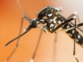 Asian Tiger Mosquito (Aedes albopictus) at about 4 times life-size magnification on sensor. This nasty insect is proving deadly across many continents as a virus carrier.