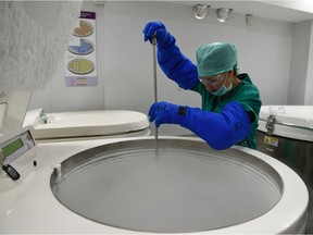 An employee at the clinic Eugin manipulates samples of embryos, eggs and sperm cryopreserved in a nitrogen tank.on May 25, 2016 in Barcelona.