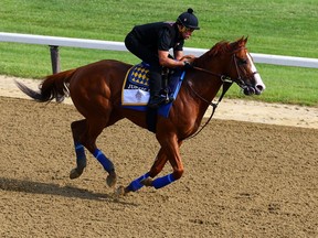 Triple Crown and Belmont Stakes contender Justify trains with Humberto Gomez up prior to the 150th running of the Belmont Stakes at Belmont Park on June 8, 2018 in Elmont, New York.