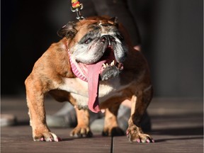 Zsa Zsa, an English Bulldog, stands on stage after winning The World's Ugliest Dog Competition in Petaluma, north of San Francisco, on Saturday.