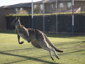 In this June 24, 2018, photo, a kangaroo interrupts the Women's Premier League between Belconnen United and Canberra FC match in Canberra for over 30 minutes.