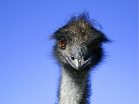 One bird on Bill Loyens' emu farm eyes a visitor.
