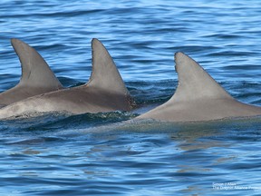 Three allied male dolphins in Shark Bay, Western Australia.