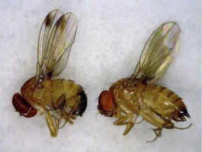 This July 2012 photo released by the University of Maine Cooperative Extension Service shows a male, left, and female, right, spotted wing drosophila, an invasive fruit fly.