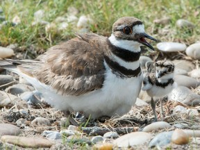 Three of the four eggs had hatched in the killdeer bluesnest by Saturday evening on June 30, 2018.