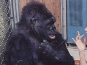 Koko the gorilla, who has passed away.