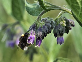 This undated photo provided by Rich Hatfield shows a western bumble bee (Bombus occidentalis). The Pacific Northwest Bumble Bee Atlas for Idaho, Oregon and Washington that started this month aims to accumulate detailed information about bumblebees with the help of hundreds of citizen scientists spreading out across the three states.