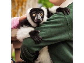 JC, a black and white ruffled lemur, is still at large after being stolen from a central Ontario zoo, where staff are distraught over the loss.