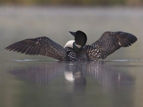 A loon rises from a misty lake.