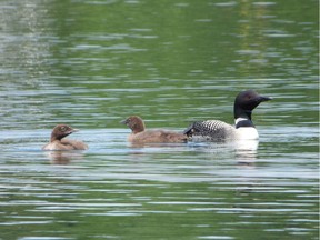 Female loons play the long game in staking out their breeding territory.