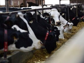 Dairy cows feed in a barn on a farm in Eastern Ontario on Wednesday, April 19, 2017.