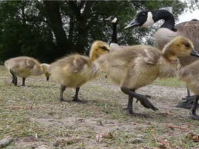 A mother goose takes her young ones out for a walk .