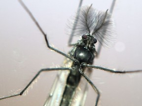 Macro photo of a male midge. Mike Drew/Postmedia