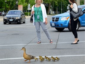 A man and his son were hurt when another vehicle's sudden stop to avoid a family of ducks on Highway 401 caused their minivan to go into the ditch.