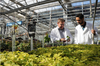 Colleges and Universities are launching cannabis studies across the country. Al Unwin (left), associate dean of Niagara College's School of Environmental and Horticultural Studies, and Denzil Rose, a student in Niagara College's Greenhouse Technician program.