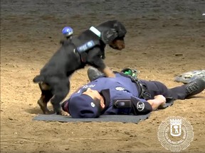 A police dog in Spain apparently has been trained to perform CPR.