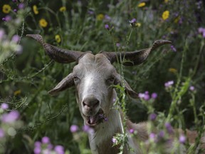 In this picture taken June 5 2018, a goat eats under the trees in Moita da Guerra, on the hills of southern Portugal's Algarve region. The Portuguese government is hiring dozens of goat herds nationwide as part of its race against the clock to guard the country against a repeat of last year's catastrophic wildfires. That includes using goats to try and clean up as much woodland as possible before temperatures rise and the land becomes a tinder box.