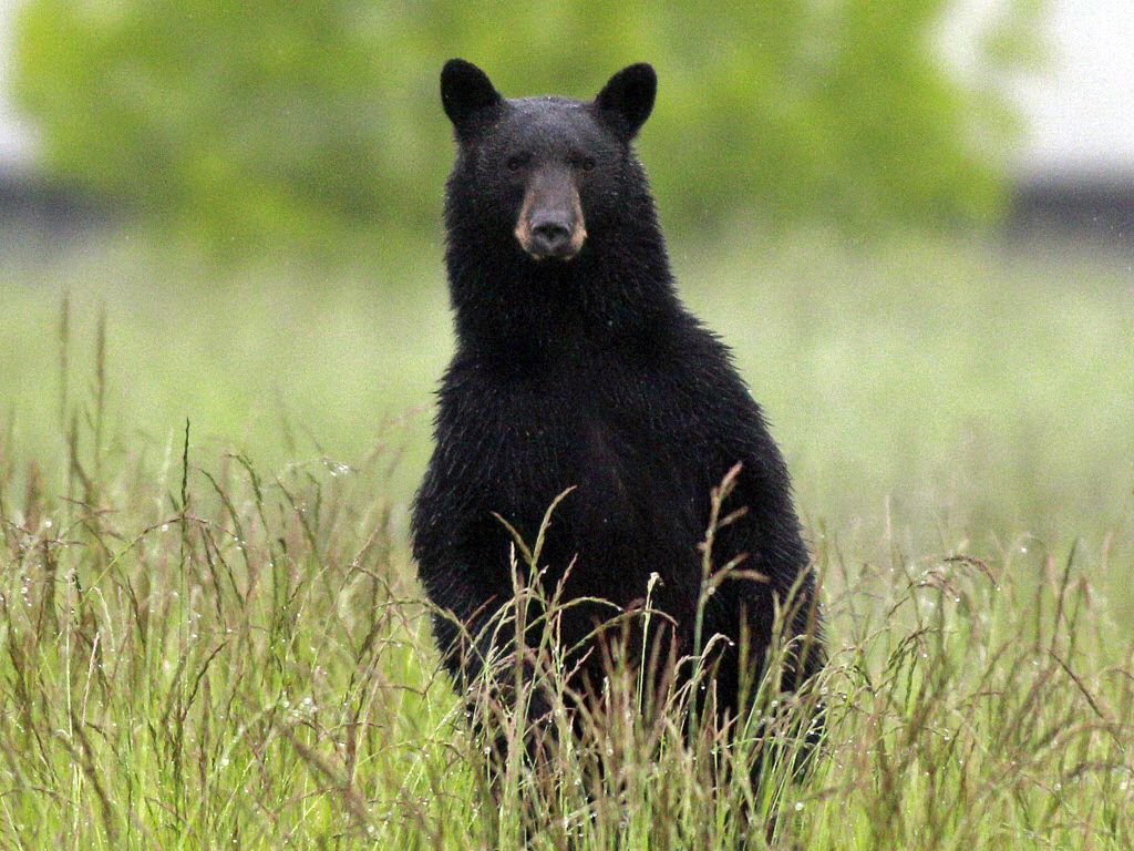 Tips for black bear encounters: Keep your distance, and beware if it paws  the ground