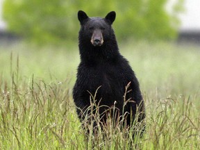 A black bear standing on its hind legs. Although it may seem like the prelude to an attack, a bear may stand up purely to get a better look at you.