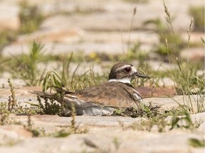 The Bluesfest killdeer sits on her nest before it was successfully relocated to a safer spot.
