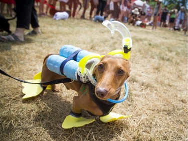 Jess Brennan's three-year-old Hank was all ready to go scuba diving during the costume judging portion of the event.