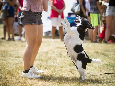 A dog stands on its back legs during the trick judging part of the event.