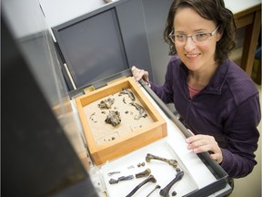 Natalia Rybczynski is a paleobiologist and one of Canada's top explorers, but she has been extremely limited by severe post-concussion symptoms since 2011. This photo, taken Friday, shows her displaying a drawer containing remains of an otter-type animal known as the Puijila darwini.  Ashley Fraser/Postmedia