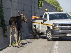 A young bull moose wandered along the south side of the busy eastbound Queensway near Pinecrest Road early Thursday morning. July 19, 2018.