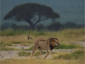 A male Lion.