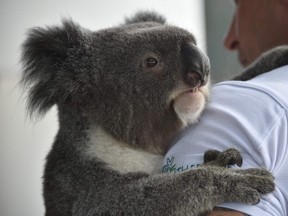Chad Staples from the Featherdale Wildlife Sanctuary holds a four-year-old koala named Archer at a media event in Sydney on July 3, 2018. Australia's iconic koala, its very existence imperilled by disease, bushfires, car strikes, and dog attacks, faces a more hopeful future thanks to scientists cracking its genetic code, a study said on July 2.
