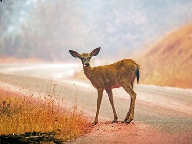 TOPSHOT - A deer stands on a road painted with fire retardant during the Carr fire near the town of Igo, California on July 28, 2018.  The US federal government approved aid Saturday for California as thousands of firefighters battled to contain a series of deadly raging wildfires that have killed six people and destroyed hundreds of buildings.