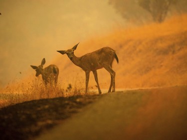 Deer graze along a road covered in fire retardant as the Carr Fire burns near Redding, Calif., on Saturday, July 28, 2018.