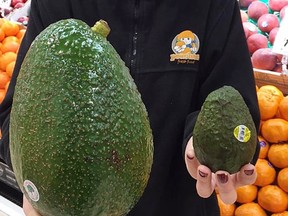 Weighing in at more than a kilogram, the Avozilla is has taken Australia by storm.