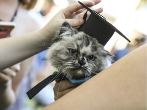 This 2017 photo provided by Eckerd College shows a student and her pet at a pet graduation ceremony taking place at Eckerd College in St. Petersburg, Fla. Eckerd is not the only campus in the country that allows pets, but they've been doing it the longest _ since the early 1970s. Leaving for college involves some difficult changes, and one of them can be separation from a beloved pet. If it's a high enough priority however you might be able to find a college that will let you bring your pet.