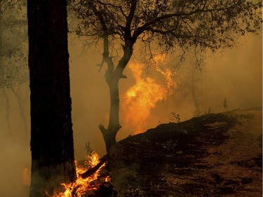 Flames from a backfire, set by firefighters trying to contain the Carr Fire, burn in Redding, Calif., on Saturday, July 28, 2018.
