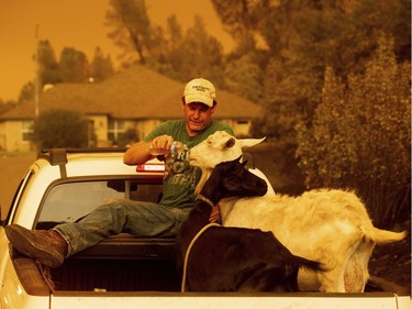 CORRECTS DATE TO JULY 27 - Mark Peterson, who lost his home in the Carr Fire, gives water to goats that survived the blaze on Friday, July 27, 2018, in Redding, Calif. Peterson.