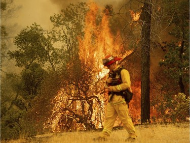 A firefighter walks near flames from the Carr Fire in Redding, Calif., on Saturday, July 28, 2018.