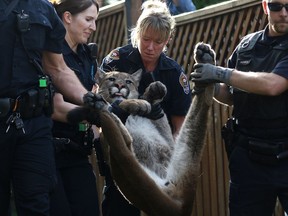 Cougar sightings in residential areas are not uncommon in Canada. Here, police and conservation officers carry a tranquilized cougar which was caught wandering through an urban neighbourhood in Victoria, B.C., in 2015. It was released back into the wild.