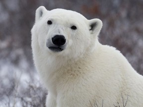 A polar bear poses for the camera as he waits for the Hudson Bay to freeze over near Churchill, Man. Wednesday, Nov. 7, 2007. A Nunavut man has died while protecting his children from a polar bear. Relatives say thirty-one-year-old Aaron Gibbons was on an island about 10 kilometres from the hamlet of Arviat along the west coast of Hudson Bay with his children when the bear attacked.