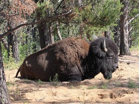 A bison is shown in Wood Buffalo National Park in this undated handout photo.