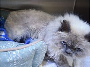 Delilah was dehydrated and emaciated after 30 days alone in an apartment vacated by its former owners.