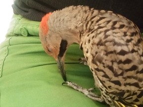 Northern Flicker found hanging from a noose in Heron/Alta Vista area Tuesday night. Safe Wings Ottawa photo
