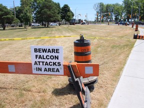 A Cornwall neighbourhood has been under attack by divebombing falcons for several weeks.